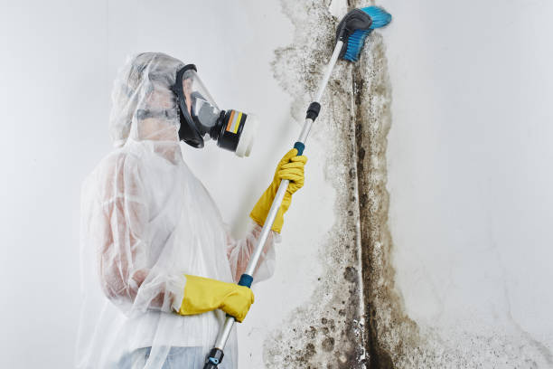 Best Residential Mold Remediation in Grenelefe, FL