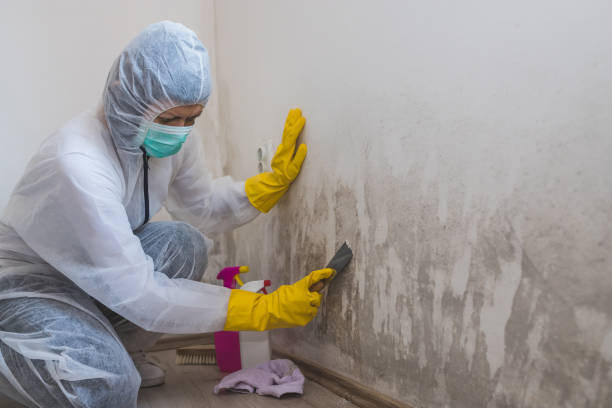 Best Mold Testing and Inspection Services in Grenelefe, FL