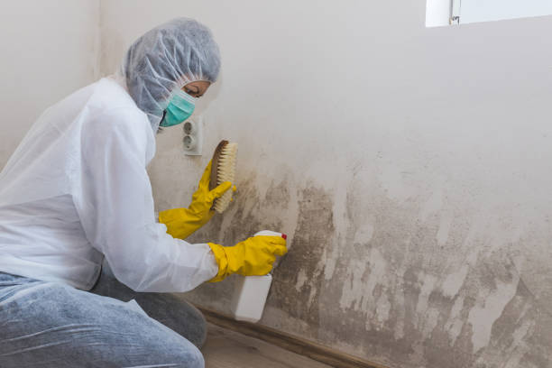 Best White Mold Remediation in Grenelefe, FL