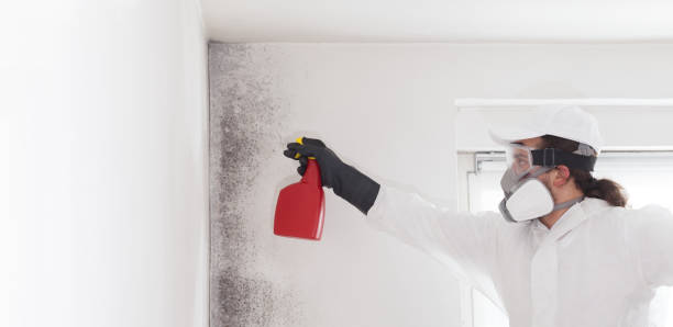Best Mold Testing and Inspection Services in Grenelefe, FL